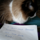 Illustration for article titled Confused Cats Against Feminism